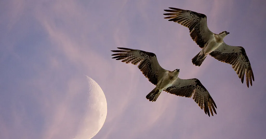 Two ospreys gliding side by side past a crescent moon in a pink evening sky